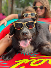 Load image into Gallery viewer, SM Gold Sunnies